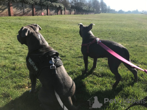 Foto №4. Ich werde verkaufen staffordshire bull terrier in der Stadt Yding. quotient 	ankündigung, züchter - preis - 1250€