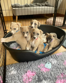 Foto №1. whippet - zum Verkauf in der Stadt Hamburg | verhandelt | Ankündigung № 164982