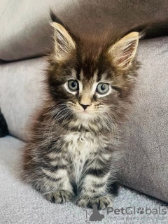 Foto №1. maine-coon-katze - zum Verkauf in der Stadt New York | verhandelt | Ankündigung № 117691