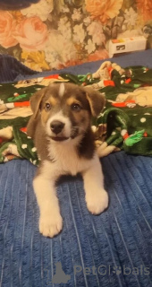 Foto №1. mischlingshund - zum Verkauf in der Stadt Moskwa | Frei | Ankündigung № 153727