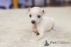 Foto №3. Dean Janet Kay Welpen Haus. USA