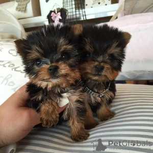 Foto №2 zu Ankündigung № 87013 zu verkaufen malteser, pudel (toy), yorkshire terrier - einkaufen USA quotient 	ankündigung, aus dem tierheim