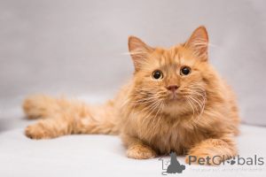 Foto №4. Ich werde verkaufen  in der Stadt Moskwa. quotient 	ankündigung - preis - Frei