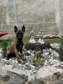 Zusätzliche Fotos: Belgischer Schäferhund - Malinois