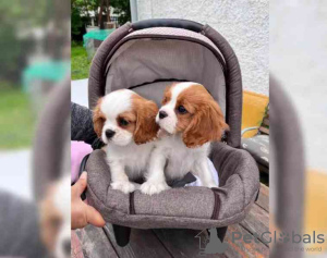 Foto №4. Ich werde verkaufen cavalier king charles spaniel in der Stadt Florida. züchter - preis - 360€