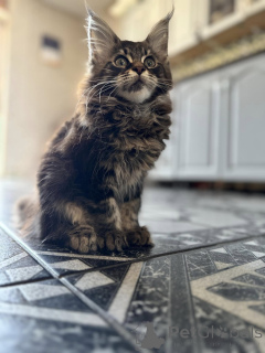 Foto №3. Hermosos Gatitos Maine Coon. Spanien