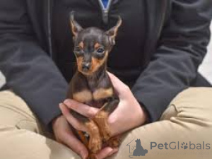 Foto №4. Ich werde verkaufen zwergpinscher in der Stadt London.  - preis - verhandelt