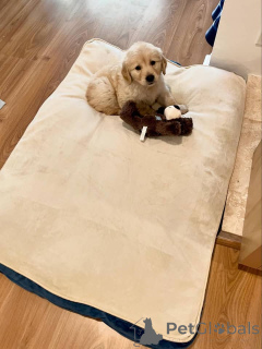Foto №2 zu Ankündigung № 171697 zu verkaufen golden retriever - einkaufen Österreich quotient 	ankündigung