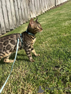 Foto №1. bengal katzenrasse - zum Verkauf in der Stadt Umeå | 750€ | Ankündigung № 153217