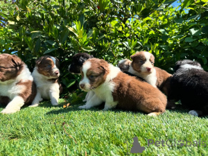Foto №1. australian cattle dog - zum Verkauf in der Stadt Schimmel | verhandelt | Ankündigung № 160850