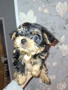 Foto №3. Charmante Yorkshire-Terrier-Welpen. Lettland