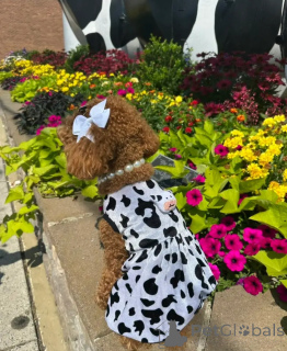 Foto №4. Ich werde verkaufen pudel (royal) in der Stadt Alice Springs. züchter - preis - 319€