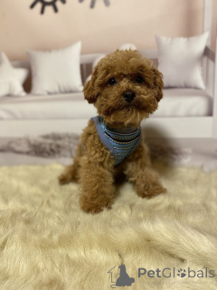 Foto №4. Ich werde verkaufen mischlingshund in der Stadt Berlin. quotient 	ankündigung, züchter - preis - 1200€