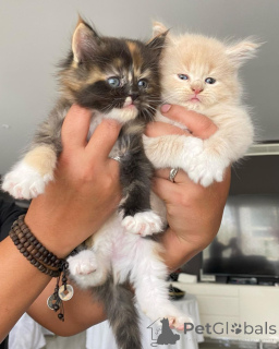 Foto №1. maine-coon-katze - zum Verkauf in der Stadt Karrantza Harana | verhandelt | Ankündigung № 168296