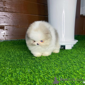 Foto №4. Ich werde verkaufen chihuahua in der Stadt Porto. züchter - preis - 350€