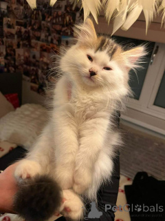 Foto №1. sibirische katze - zum Verkauf in der Stadt Georgia | 678€ | Ankündigung № 161385