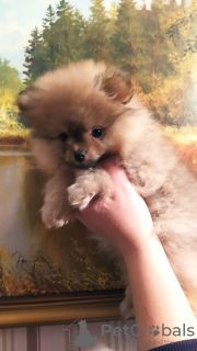 Foto №2 zu Ankündigung № 27154 zu verkaufen  - einkaufen Weißrussland quotient 	ankündigung