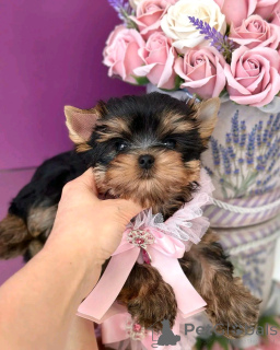Foto №1. yorkshire terrier - zum Verkauf in der Stadt Las Vegas | 531€ | Ankündigung № 138569