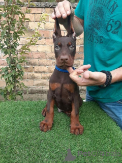 Foto №3. Dobermann welpen zu verkaufen. Serbien