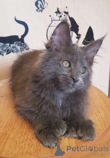 Foto №4. Ich werde verkaufen maine-coon-katze in der Stadt Leipzig. quotient 	ankündigung - preis - 420€