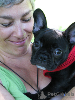 Foto №3. Französische Bulldogge. Deutschland