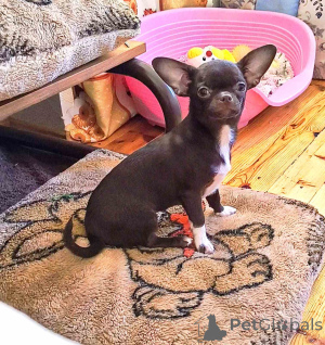 Foto №2 zu Ankündigung № 166046 zu verkaufen chihuahua - einkaufen Weißrussland quotient 	ankündigung