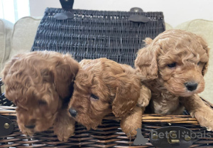 Foto №1. cavalier king charles spaniel - zum Verkauf in der Stadt Berlin | 370€ | Ankündigung № 148559
