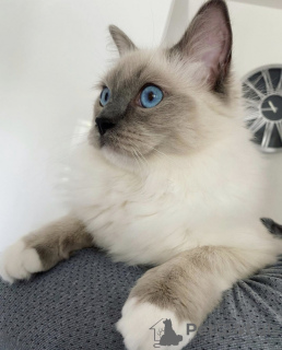 Foto №1. ragdoll-katze - zum Verkauf in der Stadt Brüssel | 200€ | Ankündigung № 123519