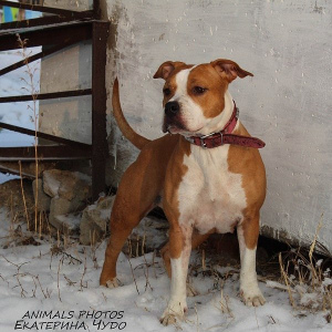 Foto №1. amerikanischer staffordshire terrier - zum Verkauf in der Stadt Magnitogorsk | Frei | Ankündigung № 4446