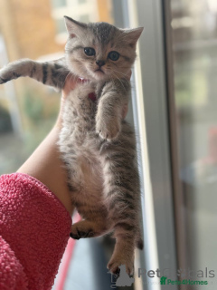 Foto №2 zu Ankündigung № 135819 zu verkaufen burmilla kurzhaar - einkaufen Belgien quotient 	ankündigung