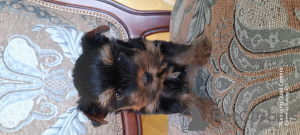 Foto №4. Ich werde verkaufen yorkshire terrier in der Stadt Kiew. vom kindergarten - preis - 421€