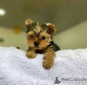 Foto №1. yorkshire terrier - zum Verkauf in der Stadt Ohio City | Frei | Ankündigung № 123114