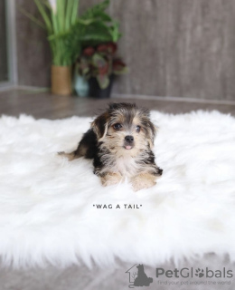 Foto №3. Bedlington-Terrier. Deutschland