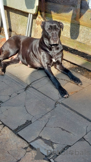 Foto №1. cane corso italiano - zum Verkauf in der Stadt New York | 600€ | Ankündigung № 103368