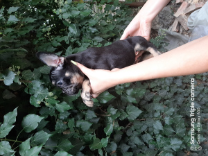 Foto №4. Ich werde verkaufen französische bulldogge in der Stadt Moskau. vom kindergarten - preis - 1082€