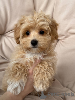 Foto №4. Ich werde verkaufen  in der Stadt Berlin. züchter - preis - 1500€