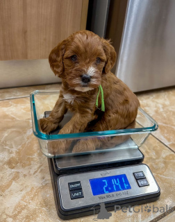 Foto №1. labradoodle - zum Verkauf in der Stadt Grevenmacher | verhandelt | Ankündigung № 178074
