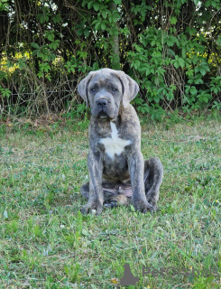 Foto №2 zu Ankündigung № 106781 zu verkaufen cane corso italiano - einkaufen Polen züchter