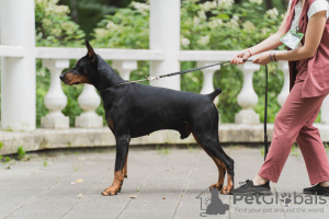 Foto №2. Paarung Service dobermann. Preis - 308€