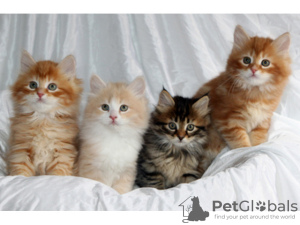 Foto №2 zu Ankündigung № 107656 zu verkaufen sibirische katze - einkaufen Deutschland 