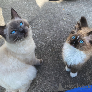 Foto №2 zu Ankündigung № 165690 zu verkaufen ragdoll-katze - einkaufen Deutschland quotient 	ankündigung, züchter