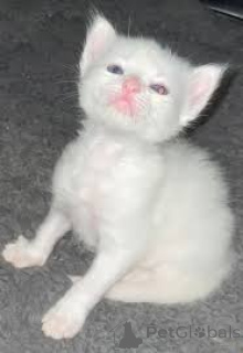 Foto №2 zu Ankündigung № 161080 zu verkaufen türkisch angora - einkaufen Finnland quotient 	ankündigung, züchter