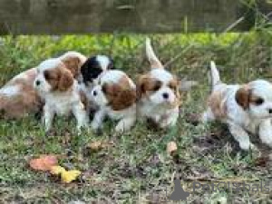 Foto №1. cavalier king charles spaniel - zum Verkauf in der Stadt Helsinki | 700€ | Ankündigung № 169510