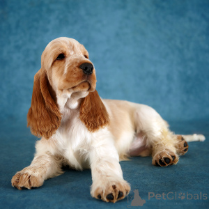 Foto №1. english cocker spaniel - zum Verkauf in der Stadt St. Petersburg | 701€ | Ankündigung № 138655