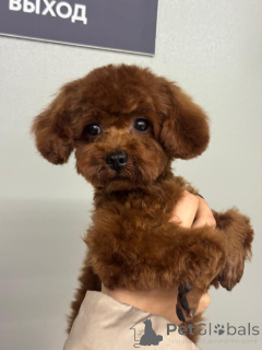Foto №4. Ich werde verkaufen pudel (zwerg) in der Stadt Krasnodar.  - preis - 3018€
