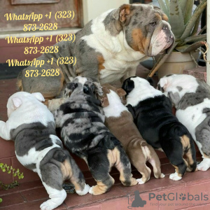 Foto №1. englische bulldogge - zum Verkauf in der Stadt Ohio City | 804€ | Ankündigung № 99111