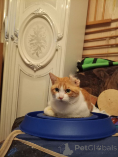 Foto №2 zu Ankündigung № 162994 zu verkaufen  - einkaufen Russische Föderation quotient 	ankündigung