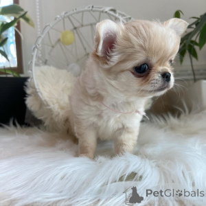 Foto №2 zu Ankündigung № 151222 zu verkaufen chihuahua - einkaufen Deutschland quotient 	ankündigung