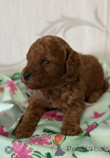 Foto №3. Pudel, rote Welpen. Serbien