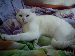 Foto №3. Katze stricken in Weißrussland. Ankündigung № 44915